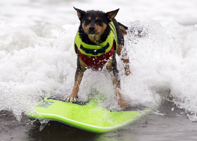 Campeonato de surf para perros …