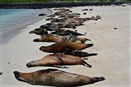 El hallazgo de estos mamíferos, que pueden llegar a pesar 250 kilos, se produjo la semana pasada en la playa de Punta de Choros. Fotografía sin fecha de un grupo de lobos marinos en la playa de la isla Santafé en Ecuador. EFE/Archivo