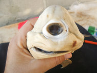 one-eyed-cyclops-shark-pup-holding-face--s990x743--p_191050.jpg