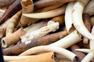 Three tonnes of illegal ivory are displayed on February&nbsp;&hellip;