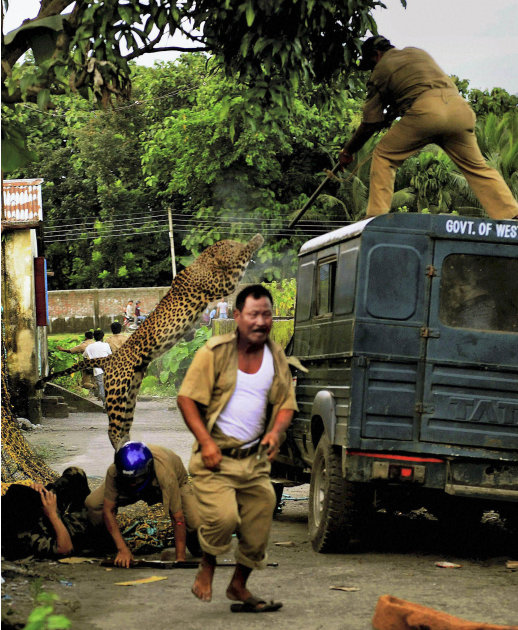 In this photo taken Tuesday, July 19, 2011, a leopard attacks a forest guard as another runs for cover at Prakash Nagar village near Salugara, on the outskirts of Siliguri, India. The leopard strayed 