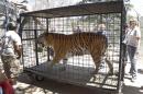 Wildlife Waystation staff members return "Tyson," a tiger, who was evacuated from the sanctuary in the Angeles National Forest in the Sylmar area of Los Angeles, on Wednesday, July 27, 2016. About a dozen lions, tigers and cougars returned Wednesday to the sanctuary north of Los Angeles, four days after they were evacuated in the teeth of an advancing wildfire. (AP Photo/Nick Ut)