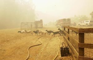 Goats run from a pen after being released by Cal Fire &hellip;