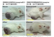 動物模式研究證實抗憂鬱劑Mirtazapine可抑制腫瘤生長說明圖片