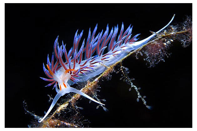 Award-winning sea creature photos Under-water-photos-200412-630-09-jpg_085757