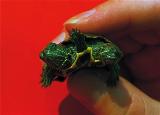 Amazing double headed animals - It's real 04-two-head-turtle_084313