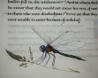 A dragonfly native to Minnesota rests on a some Yorkshire fog grass commonly found in the U.K. in a marginalia illustration by Chris Tomlin on a recently completed page from the book of Hebrews, is di