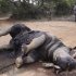 In this photo taken Friday, Nov. 22, 2012, a carcass of a rhino lays on the ground at Finfoot Lake Reserve near Tantanana, South Africa. South Africa says at least 588 rhinos have been killed by poachers this year alone, 8 rhinos at the Finfoot Lake Reserve, the worst recorded year in decades. The number has soared as buyers in Asia pay the U.S. street value of cocaine for rhino horn, a material they believe, wrongly, medical experts say, cures diseases. (AP Photo/Denis Farrell)