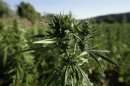 Marijuana plants grow near a road in the Rif region