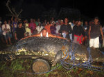 Monster 21-foot crocodile captured