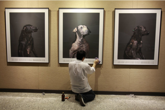 In this photo taken on Wednesday, April 25, 2012, Taiwanese photographer Tou Chih-kang hangs his portraits of the final moments in the lives of shelter dogs for a public exhibition in Taoyuan, norther