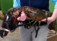 Lobster raksasa "Rocky' dari Maine, Amerika Serikat.