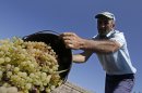 Temuri Dolenjashvili, 53, harvests grapes from a family vineyard that provides the only income for his family of five, Sagareyo, Georgia, Sunday, Sept. 30, 2012. Georgia holds tightly contested parliamentary elections on Oct. 1. (AP Photo/Efrem Lukatsky)