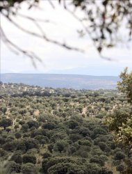 En la imagen, vista de pájaro de la Reserva Biológica Campanarios de Azaba, ubicada en Espeja (Salamanca), de la Reserva Biológica Campanarios de Azaba, ubicada en Espeja (Salamanca), y que sería uno de los entornos que formaría parte de la zona a declarar Patrimonio Mundial. EFE