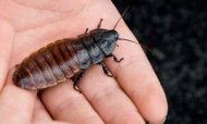 Man Dies After Winning Roach-Eating Contest