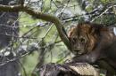 Is It the Beginning of the End for West African Lions?