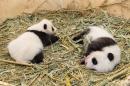 Giant Panda twin cubs are seen in a breeding box inside their enclosure at Schoenbrunn Zoo in Vienna