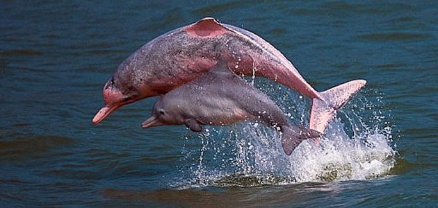Lixo plástico é ameaça mortal para baleias e golfinhos