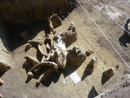 Unos huesos de mamut hallados al excavar una planta de drenaje de aguas residuales en México