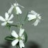 Flowering Plant Revived After 30,000 Years in Russian Permafrost