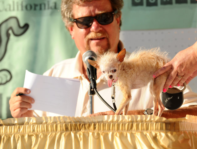 A judge evaluates Yoda during the 2011 World's Ugliest Dog Contest on Friday, June 24, 2011, in Petaluma, Calif. The 14-year-old Chinese Crested and Chihuahua mix took top honors winning $1000 and a p