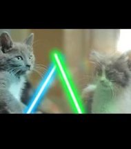 Ces chats s'affrontent avec des sabres laser