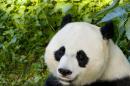 Bamboo-Munching Pandas Also Have a Sweet Tooth