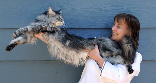 CORRECTS NAME TO HENDRICKSON, NOT HENDERSON - FILE - In this file photo taken July 1, 2009, Robin Hendrickson stretches out her Maine Coon cat Stewie outside of her home in Reno, Nev. The Reno owner of the longest domestic cat in the world says Stewie died Monday, Feb. 4, 2013 after a yearlong battle with cancer. Guinness World Records declared Stewie the record-holder in August 2010, measuring 48.5 inches from the tip of his nose to the tip of his tail. (AP Photo/Reno Gazette-Journal, Andy Barron)