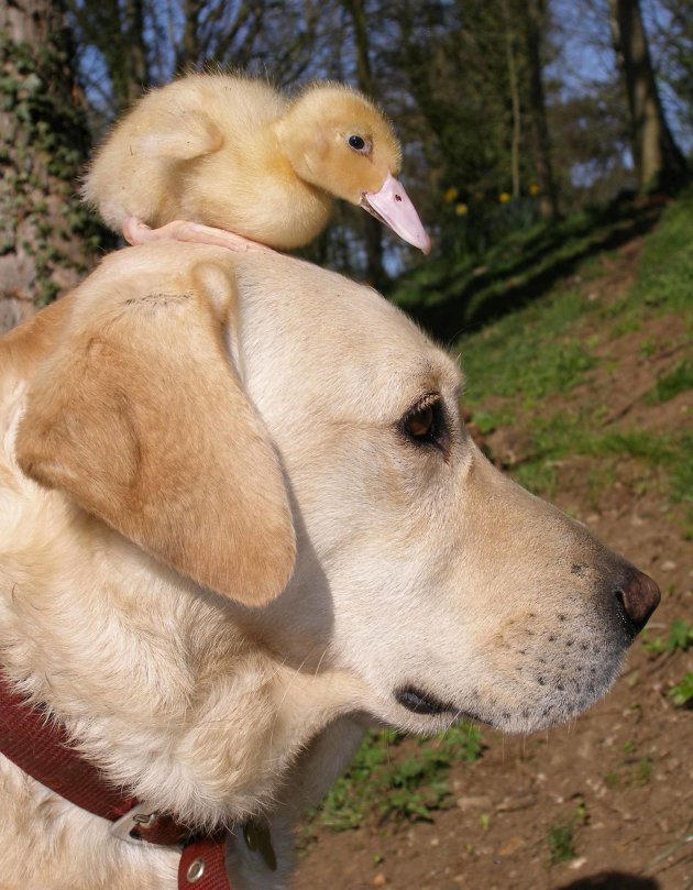 Labrador 'adopts' abandoned duckling after mother is killed by fox MASONS-DOG-DUCK-010097840-jpg_140155