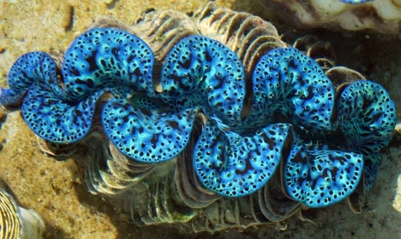 Color-Morphing Clams Could Inspire New Smartphone & TV Screens
