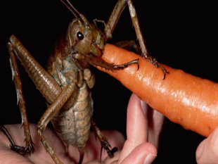 أكبر الحشرات في العالم موجود في نيوزيلندا Buggin