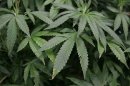 German held after trying to pay taxi ride with cannabis