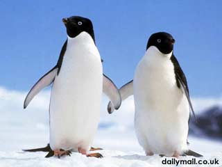 Penguin Antartika Tersesat ke Selandia Baru