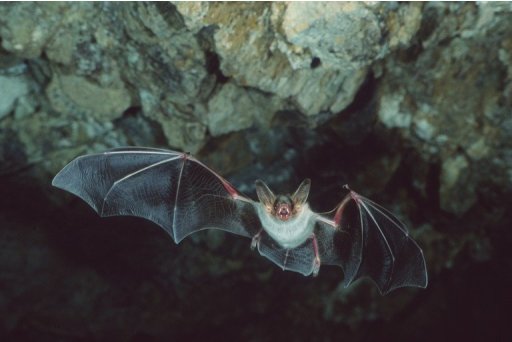 Morcego em uma caverna da Itália