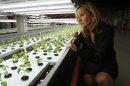 Jolanta Hardej, CEO of FarmedHere LLC, examines a young basil crop at the indoor vertical farm in Bedford Park, Ill., on Wednesday, March 13, 2013. The farm, in an old warehouse, has crops that include basil, arugula and microgreens, sold at grocery stores in Chicago and its suburbs. Hardej says FarmedHere will expand growing space to a massive 150,000 square feet by the end of next year. It is currently has about 20 percent of that growing space now. (AP Photo/Martha Irvine)