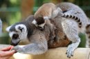 Ring-tailed lemur young at Braunschweig Zoo小狐猴