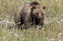 A grizzly bear walks in a meadow in Yellowstone National Park, Wyoming
