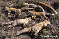 Άγρια ζώα νεκρά από δηλητηριασμένα δολώματα