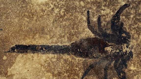 Ancient Scorpion Had Feet, May Have Walked Out of Ocean
