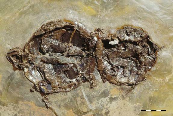 mating-turtle-fossils.jpg1340132379