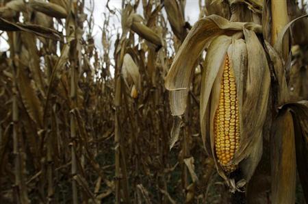 The last of the 2012 drought-stricken corn is seen at Mayne's Tree Farm in Buckeystown, Maryland October 27, 2012. REUTERS/Gary Cameron