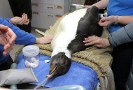 FILE - In this June 29, 2011 file photo, an Antarctic penguin that wound up stranded on a New Zealand beach is prepared for an X-ray at Wellington Zoo in Wellington, New Zealand. The wayward emperor penguin, who will soon be returned to the wild, already boasts an Internet following of more than 120,000. (AP Photo/New Zealand Herald, Mark Mitchell, File) NEW ZEALAND OUT, AUSTRALIA OUT
