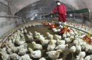 An employee sprays to sterilize a poultry farm in Hemen township