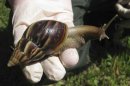 A Giant African land snail is seen in this handout picture