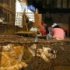 Hunger for Cats and Dogs in China