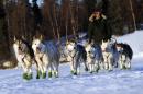 Mike Ellis comes into the Finger Lake checkpoint during the 2014 Iditarod Trail Sled Dog Race on Monday, March 3, 2014, near Wasilla, Alaska. (AP Photo/The Anchorage Daily News, Bob Hallinen)