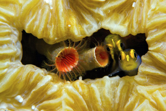 Award-winning sea creature photos Under-water-photos-200412-630-05-jpg_085747