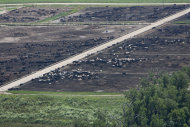 In this June 16, 2010 photo, a feedlot operation near Wisner, Neb., is seen from the air. The Environmental Protection Agency's use of airplanes to seek signs of improper disposal of livestock waste has angered ranchers and some members of Congress. The dispute is centered in Nebraska, where ranchers complain the EPA kept its aerial inspections quiet until revealing them at a meeting three months ago. (AP Photo/Nati Harnik)