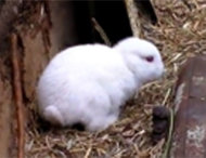 Thỏ không tai xuất hiện gần nhà máy hạt nhân Nhật 1000517762_Untitled-2