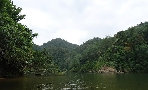 Hutan di sekitar Sungai Subayang. Foto: Made Ali